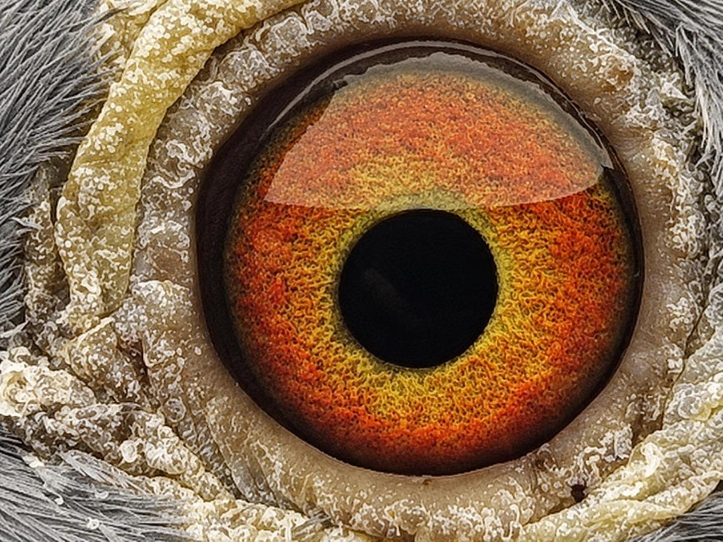 Pigeon eye